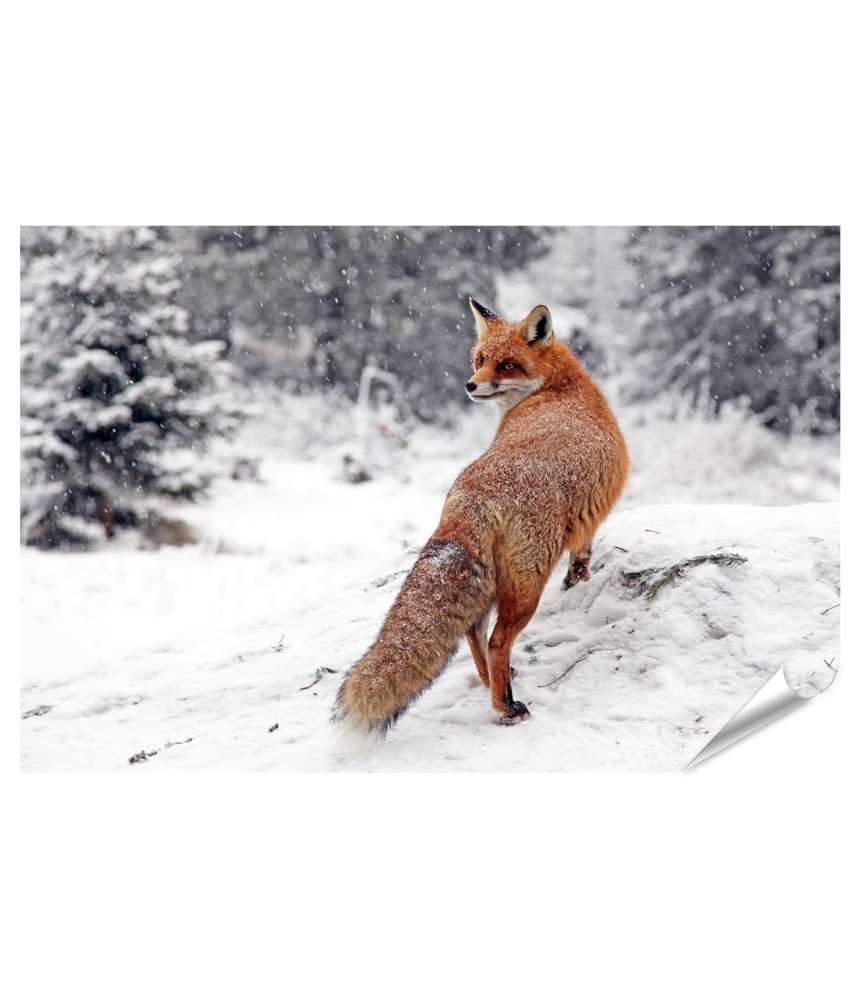 Islandburner Premium Poster Winterliches Fuchs-Wandbild im Schneewald der Hohen Tatra, Slowakei Versandkostenfrei