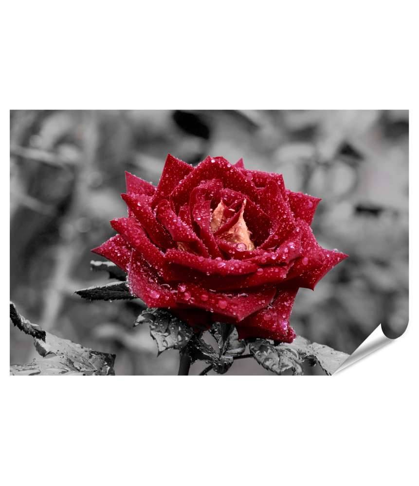 Islandburner Premium Poster Rote Rose mit funkelnden Wassertropfen vor grauem Hintergrund
