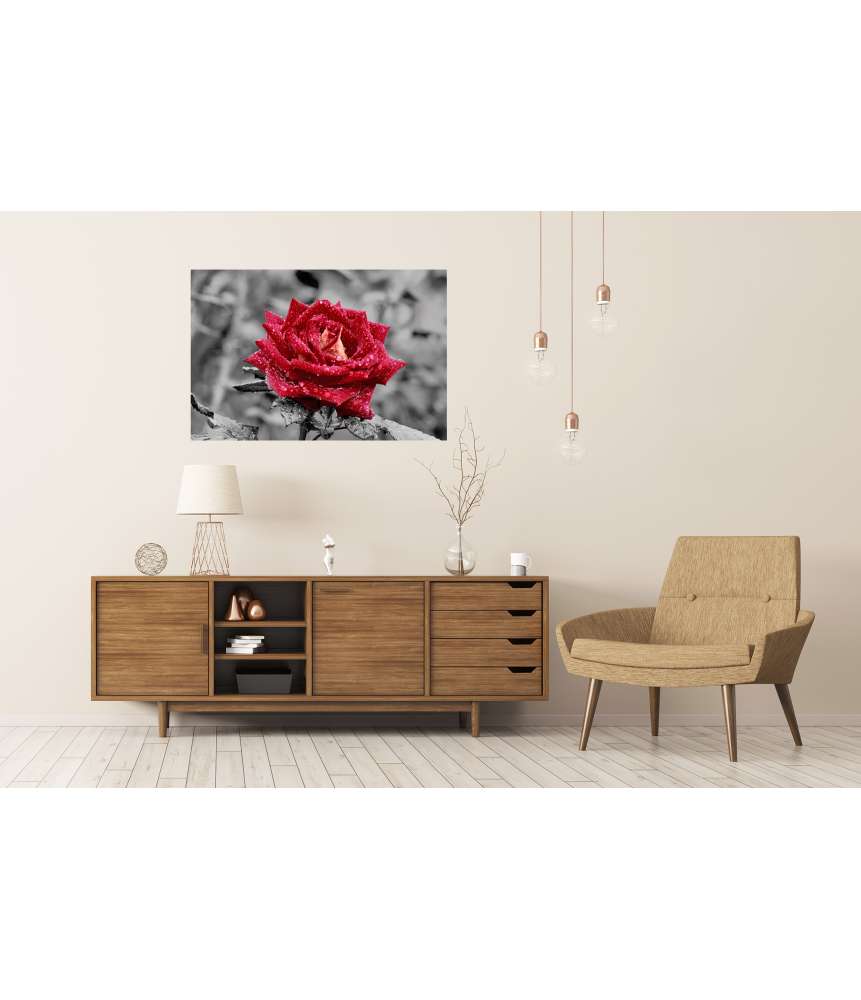 Islandburner Premium Poster Rote Rose mit funkelnden Wassertropfen vor grauem Hintergrund Online Shopping